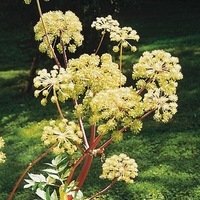 Graines potagères ANGELIQUE ANGELIQUE OFFICINALE (ANGELICA ARCHANGELICA) - Graineterie A. DUCRETTET