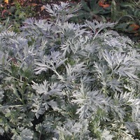 Graines potagères ABSINTHE VIVACE (Artemisia absinthium) - Graineterie A. DUCRETTET