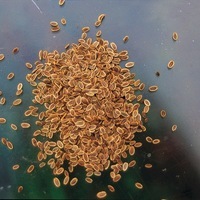 Graines potagères ANETH OFFICINAL (Anethum graveolens) - Graineterie A. DUCRETTET