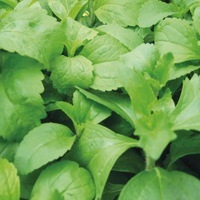  STEVIA STEVIA-STEVIA - HERBE A SUCRE (Stevia rebaudiana)-Graines non traitées - Graineterie A. DUCRETTET