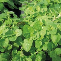  MARJOLAINE MARJOLAINE-ANNUELLE (Origanum majorana)-Graines biologiques certifiées - Graineterie A. DUCRETTET