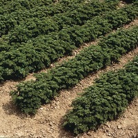  SARRIETTE SARRIETTE-ANNUELLE (Satureja hortensis)-Graines biologiques certifiées - Graineterie A. DUCRETTET