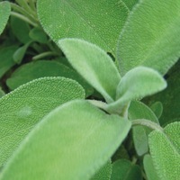  SAUGE SAUGE-SAUGE OFFICINALE (Salvia Officinalis)-Graines biologiques certifiées - Graineterie A. DUCRETTET