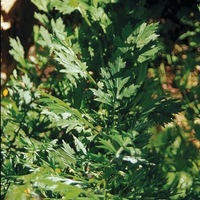  ARMOISE ARMOISE-ARMOISE (Artemisia vulgaris)-Graines non traitées - Graineterie A. DUCRETTET