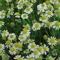  CAMOMILLE CAMOMILLE-ROMAINE (ANTHEMIS NOBILIS)-Graines non traitées - Graineterie A. DUCRETTET