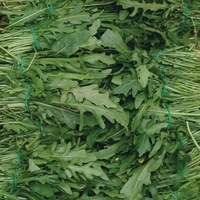  ROQUETTE ROQUETTE-cultivée (Eruca sativa)-Graines biologiques certifiées - Graineterie A. DUCRETTET