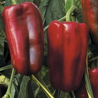  POIVRON ou PIMENT DOUX classique POIVRON ou PIMENT DOUX classique-BENDIGO F1 (Capsicum annuum)-Graines biologiques certifiées - Graineterie A. DUCRETTET