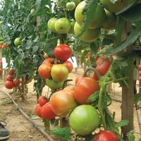 Graines potagères TOMATE RONDE FANTASIO F1 (Solanum lycopersicum) - Graineterie A. DUCRETTET