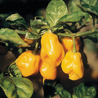 Graines potagères PIMENT BRÛLANT Jaune du Burkina - Graineterie A. DUCRETTET