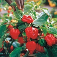 Graines potagères PIMENT BRÛLANT Africain SAFI - Graineterie A. DUCRETTET