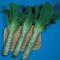 Graines potagères LAITUE ASPERGE EXOTIQUE Celtuce ou Cracoviensis (Lactuca sativa asparagina) - Graineterie A. DUCRETTET