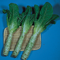 Graines potagères LAITUE ASPERGE EXOTIQUE Celtuce ou Cracoviensis (Lactuca sativa) - Graineterie A. DUCRETTET
