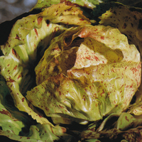 Graines potagères CHICOREE SAUVAGE DE LUSIA (Cychorium Intybus) - Graineterie A. DUCRETTET