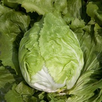 Production Biologique - CHICOREE SAUVAGE - Graineterie A. DUCRETTET