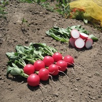 Graines potagères RADIS rond rouge MELITO F1 (Raphanus sativus) - Graineterie A. DUCRETTET