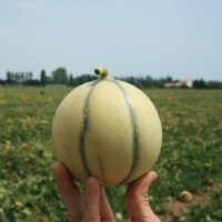 Graines potagères MELON SUNLIGHT F1 (Cucumis melo) - Graineterie A. DUCRETTET