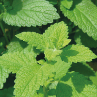 Graines potagères MENTHE MAROCAINE (MENTHA SPICATA) - Graineterie A. DUCRETTET