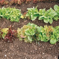 Production Biologique - MESCLUN MELANGE - Graineterie A. DUCRETTET