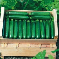 Graines potagères COURGETTE verte cylindrique CORA F1 (Cucurbita pepo) - Graineterie A. DUCRETTET