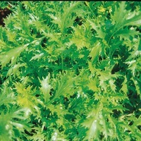  CHOUX ASIATIQUES DIVERS CHOUX ASIATIQUES DIVERS-MIZUNA PRIM (Brassica campestris japonica)-Graines biologiques certifiées - Graineterie A. DUCRETTET