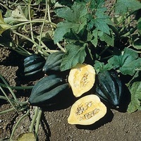 Graines potagères COURGE ACORN RENO F1 - Graineterie A. DUCRETTET