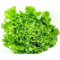 Graines potagères LAITUE F. DE CHENE - plein champ SALAD BOWL VERTE (Lactuca sativa) - Graineterie A. DUCRETTET