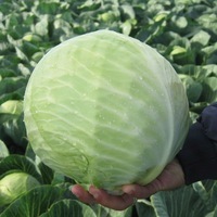 Graines potagères CHOU CABUS DRAGO F1 (Brassica oleracea capitata alba) - Graineterie A. DUCRETTET