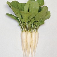 Graines potagères RADIS NAVET (Minowase) White Icicle F1 - Graineterie A. DUCRETTET
