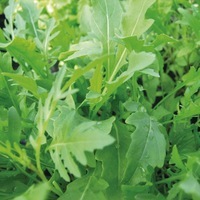  ROQUETTE ROQUETTE-sauvage (Diplotaxis erucoïdes)-Graines biologiques certifiées - Graineterie A. DUCRETTET