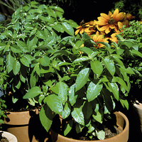 Graines potagères BASILIC CANEBIERE (Ocimum basilicum) - Graineterie A. DUCRETTET