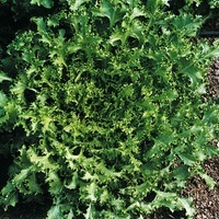 Graines potagères CHICOREE FRISEE BIO WALLONNE - Graineterie A. DUCRETTET
