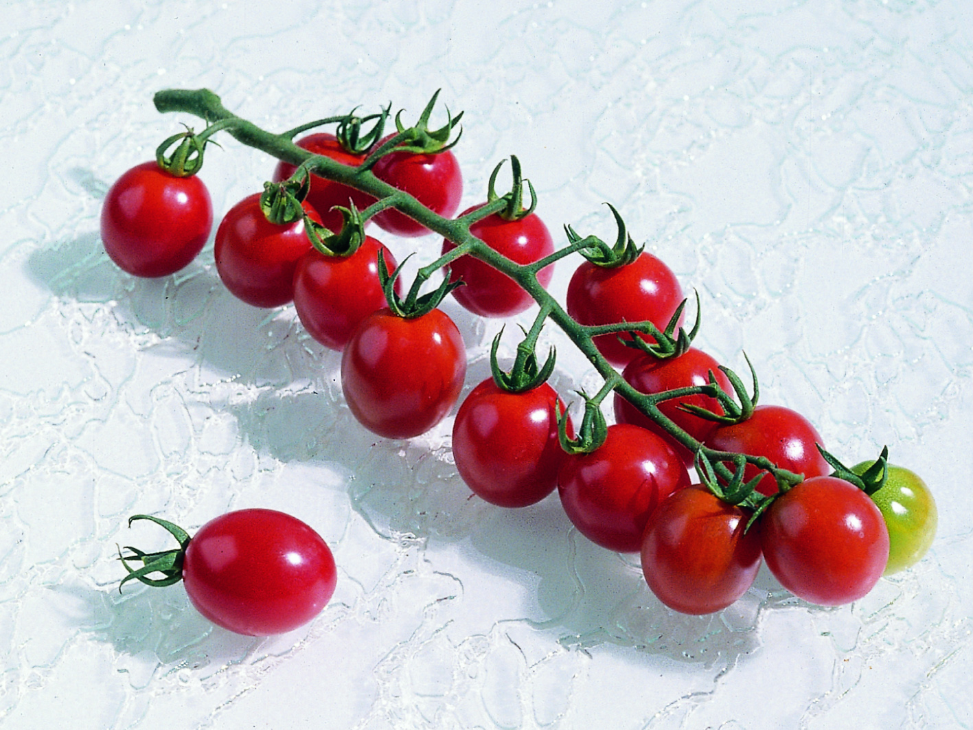  TOMATE CERISE TOMATE CERISE-APERO F1 (Solanum lycopersicum)-Graines non traitées - Graineterie A. DUCRETTET