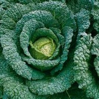 Graines potagères CHOU DE MILAN PARESA F1 (Brassica oleracea capitata saubadan) - Graineterie A. DUCRETTET