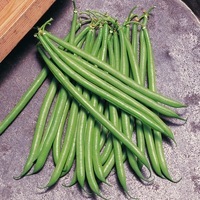 Graines potagères HARICOT NAIN MANGETOUT PONGO (Phaseolus vulgaris) - Graineterie A. DUCRETTET