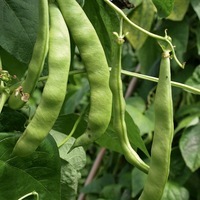 Graines potagères HARICOT A RAMES A ECOSSER BIO Du Couvent - Graineterie A. DUCRETTET