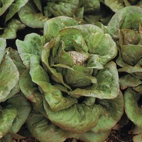 Graines potagères LAITUE ROMAINE - plein champ FERIA - Graineterie A. DUCRETTET