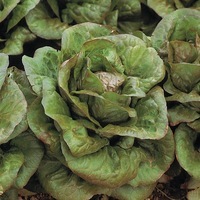 Graines potagères LAITUE ROMAINE - plein champ FERIA (Lactuca sativa) - Graineterie A. DUCRETTET