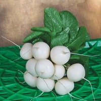 Graines potagères RADIS de diversification WHITELLA F1 - Graineterie A. DUCRETTET