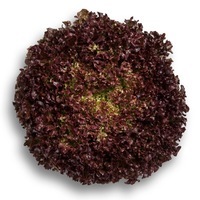 Graines potagères LAITUE LOLLO - plein champ BIO ANTONET - Graineterie A. DUCRETTET