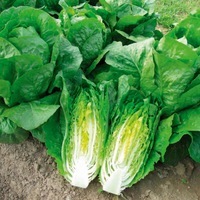 Graines potagères LAITUE ROMAINE - plein champ BIO JELUNA rempl par TOTANA - Graineterie A. DUCRETTET
