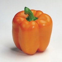 Graines potagères POIVRON ou PIMENT DOUX classique BIO MAGNO F1 remp par MILENA - Graineterie A. DUCRETTET