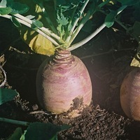 Graines potagères RUTABAGA (CHOU NAVET) BIO LOMOND - Graineterie A. DUCRETTET