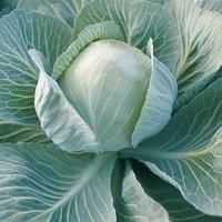 Graines potagères CHOU CABUS IMPALA F1 (Brassica oleracea capitata alba) - Graineterie A. DUCRETTET