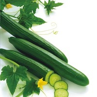 Graines potagères CONCOMBRE LONG HOLLANDAIS ARAMON F1 (Cucumis sativus) - Graineterie A. DUCRETTET