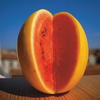 Graines potagères PASTEQUE GOLDEN CROWN F1 - Graineterie A. DUCRETTET