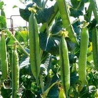 Graines potagères POIS NUMERICA - Graineterie A. DUCRETTET