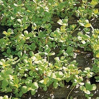  POURPIER POURPIER-doré à larges feuilles (Portulaca oleracea)-Graines non traitées - Graineterie A. DUCRETTET