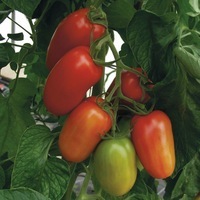 Graines potagères TOMATE ALLONGEE BIO AGRO F1 - Graineterie A. DUCRETTET