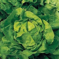  LAITUE POMMEE - plein champ LAITUE POMMEE - plein champ-APPIA (Lactuca sativa)-Graines enrobées non traitées - Graineterie A. DUCRETTET