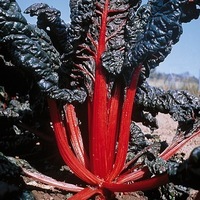  POIREE POIREE-Rhubarb Chard CHARLOTTE (Beta vulgaris)-Graines non traitées - Graineterie A. DUCRETTET